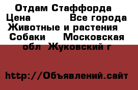 Отдам Стаффорда › Цена ­ 2 000 - Все города Животные и растения » Собаки   . Московская обл.,Жуковский г.